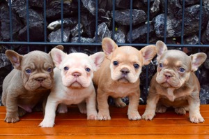 Französische Bulldogge Welpen eA Husky Fluffy Träger 