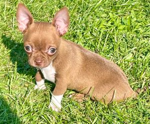 Reinrassiger Chihuahua-Welpe 