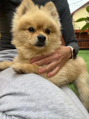 Diego 7-jähriger Pomeranian sucht Streicheleinheiten