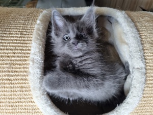 Wunderschöner XXL Maine Coon Kater