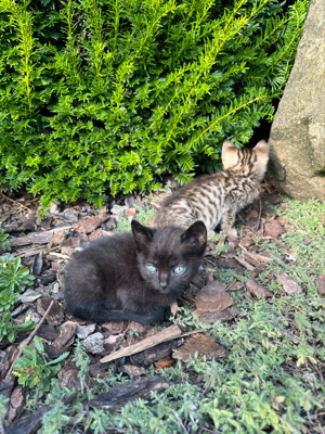 katzenbaby zu verkaufen!