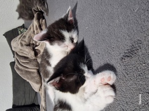 Babykatzen, Katzenbabys, Kitten, Kätzchen