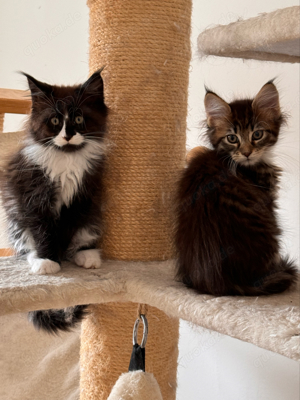 Maine Coon Kitten , Katzen Kater