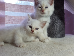 Heilge Birma Kitten  Jungs