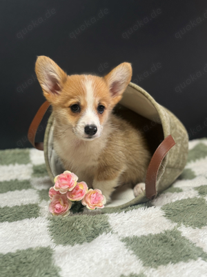 Welsh Corgi Pembroke Welpen abzugeben