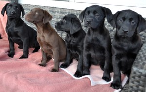 Labrador Mischlingswelpen geb.18. Juli 2024