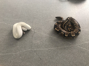 2 Königs Pythons,Teraririum