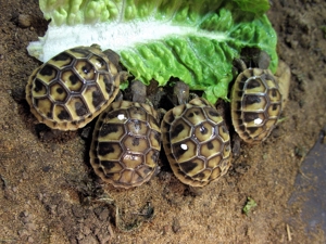 Süße gesunde Nachzuchten aus 2025 aus Hobbyzucht Griechische Landschildkröten-Testudo hermanni