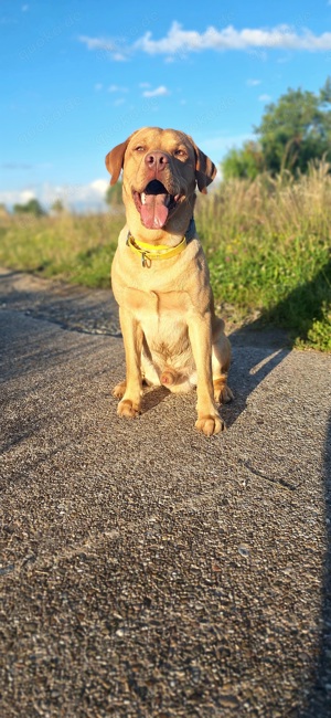 Labrador Deckrüde Bild 2