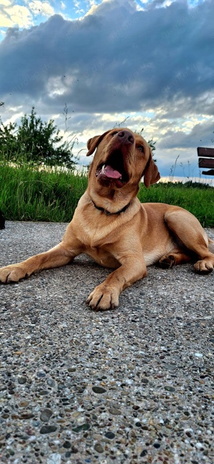 Labrador Deckrüde