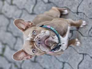 Französische Bulldogge Hündin