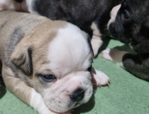 New English Bulldog 