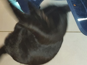 BKK Katze kitten schwarz