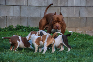 American Bully XL Welpen - DDK9 - BOSSY - Bloodline - Schwarzwald Bullies