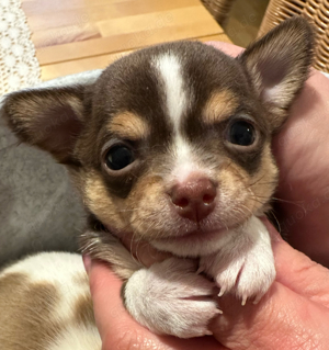 Reinrassige Chihuahua Welpen 