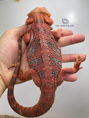 Bartagamen Männchen extreme red het Hypo high blue Tiger