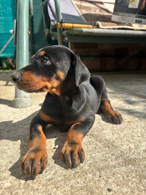 Weibchen Dobermannwelpen suchen ein neues Zuhause