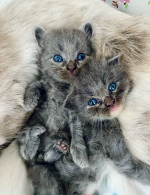 Bkh  Ragdoll Mix Kitten