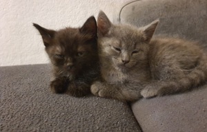 3 bkh kitten suchen ein neues zuhause 