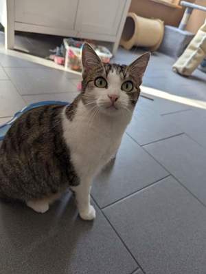 Katzen suchen ihr Zuhause