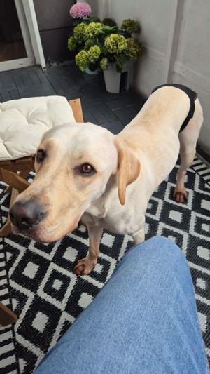 Labrador Retriever Dame Nala, sucht ein neues liebevolles Zuhause!+