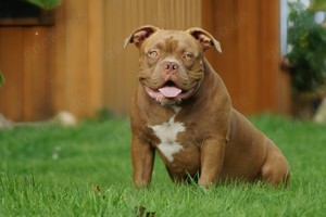 American Bully Jung Hündin 