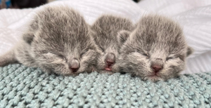 Russisch Blau Kitten