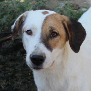 Akeila, geb. ca. 06 2023, lebt in GRIECHENLAND, auf einer privaten Pflegestelle