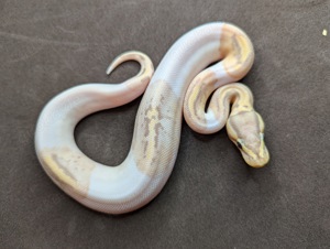 1.0Piebald Banana SuperPastel 