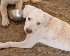 Bam, Bim und Bom. 3 Jungs suchen liebe Adoptanten hier in Deutschland