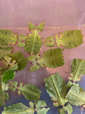 L4 5 6 Nymphen von Phyllium Giganteum, großes wandelndes blatt, Phasmiden