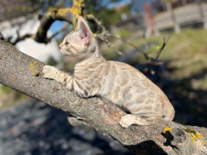 Silver rosettes, silver marble bengals with pedigree 