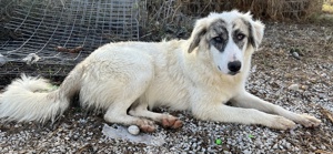 Gerda, geb. ca. 02 2023, lebt in GRIECHENLAND, im städt. Tierheim Serres  Bild 10