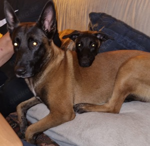 Malinois Welpen