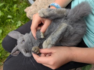 Männlich kleiner Reinrassiger blauer Zwergwidder Baby vom 4.8