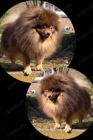 Deckrüde Pomeranian Zwergspitz Schoko Tan 