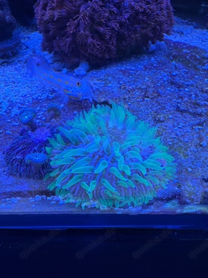 Meerwasser-Funghia multicolor