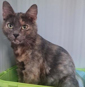 Scarlett sucht liebevolles Zuhause mit Freigang