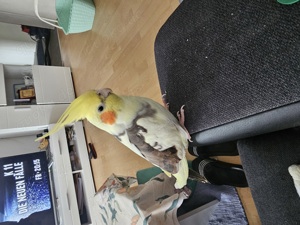 nympensittich 