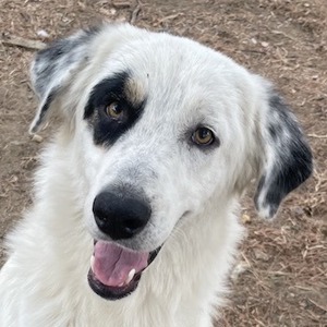   Popcorn, geb. ca. 09 2023, lebt in GRIECHENLAND, auf Gelände, wo Hunde notdürftig versorgt werden