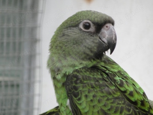 Grüne Kongopapageien