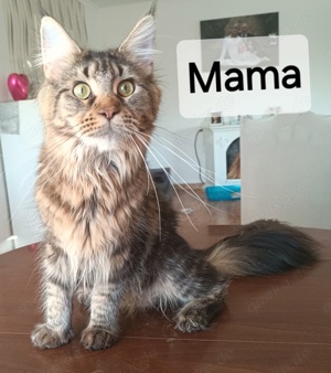 Maine-Coon XXL Kitten