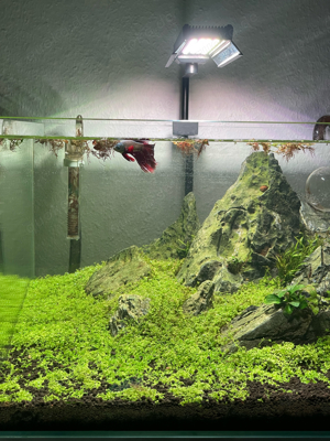 Aquarium Aquascape 60l Bild 5