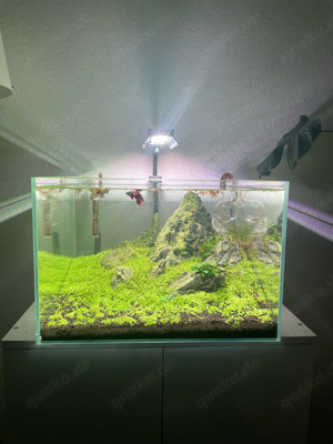 Aquarium Aquascape 60l Bild 2