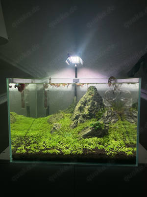 Aquarium Aquascape 60l Bild 3