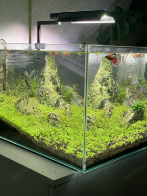 Aquarium Aquascape 60l Bild 6