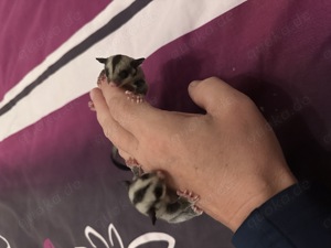 Sugar Glider 0.2 Jungtiere, Kurzkopfgleitbeutler , 