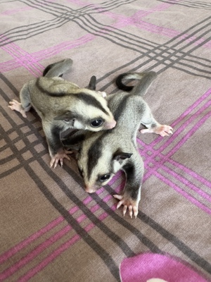 Sugar Glider 2.0 Jungtiere, Kurzkopfgleitbeutler