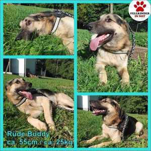 junger Schäferhund Mischlings-Rüde Buddy sucht seine Menschen oder eine Pflegestelle