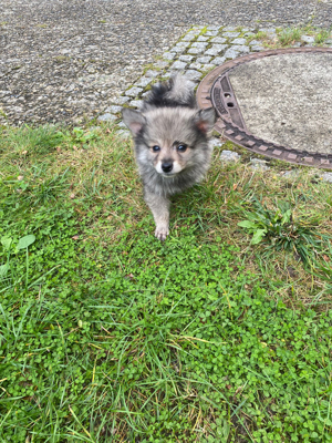 pomerani mix 